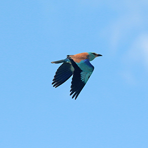 Scharrelaar - European roller